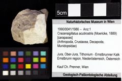 Foto (Objket + Etiketten) von Cracensigillatus acutirostris (Moericke, 1889) 